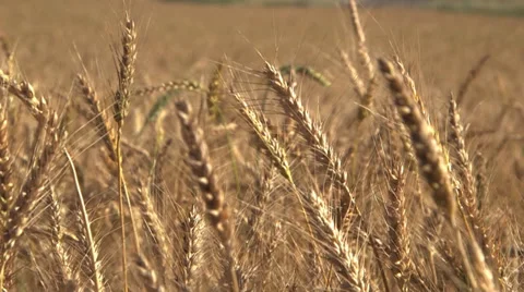 Wheat field with dolly in close up Stock Footage 37662053