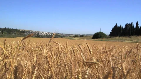 Wheat field dolly in Stock Footage 37662005