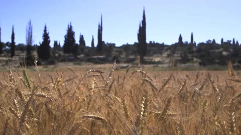 Wheat field dolly in Stock Footage 37662238