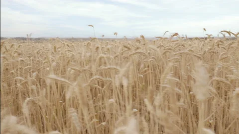 Wheat field Dolly Motion, Dolly Shot Over Wheat field  at sunset  動画素材 154200845