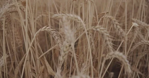 Wheat field Dolly Motion, Dolly Shot Over Wheat field  at sunset  Stock-Footage 155905792