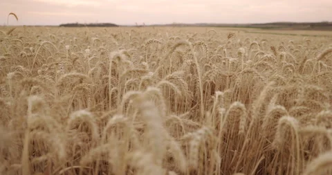 Wheat field Dolly Motion, Dolly Shot Over Wheat field  at sunset  Stock-Footage 155907117