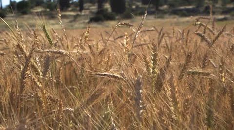 Wheat field dolly right close up Stock Footage 37662246