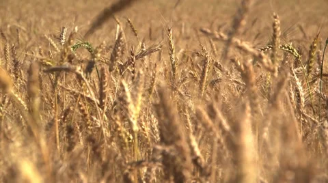 Wheat field dolly right Stock Footage 37662315