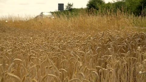 WHEAT FIELD DRIVE Stock Footage 93561618