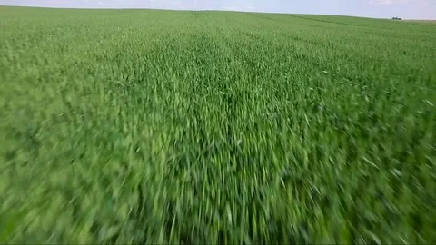 Wheat field. Drone Aerial Image Stock Footage 85250800