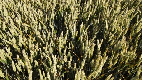 Wheat field by drone close up Stock Footage 157442961