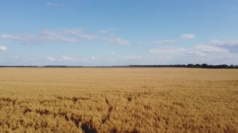 Wheat field, drone shooting, harvesting, Ukraine Stock Footage