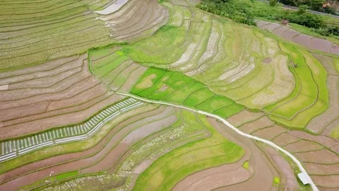 Wheat Field Drone Video Stock Footage 324768870