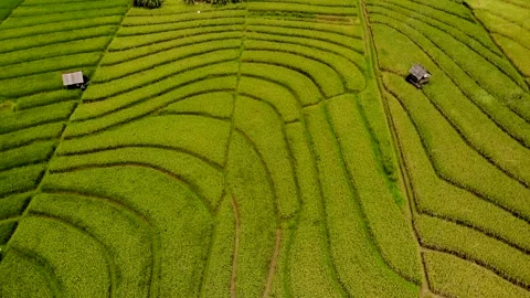 Wheat Field Drone Video Stock Footage 324768931