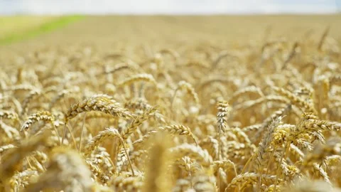 The wheat field is drowned in the warm light of the sun. Stock Footage 251750583