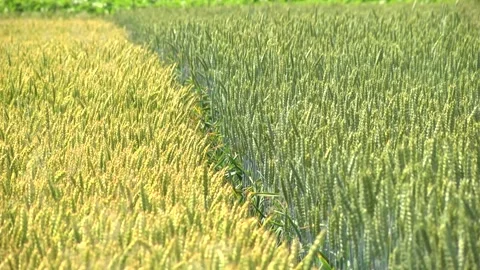 Wheat in the field during the spike filling Stock Footage 147394685