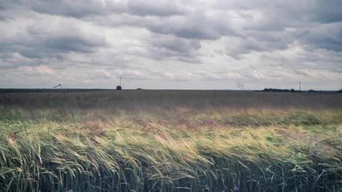Wheat field, during strong wind. Stock Footage 87547517