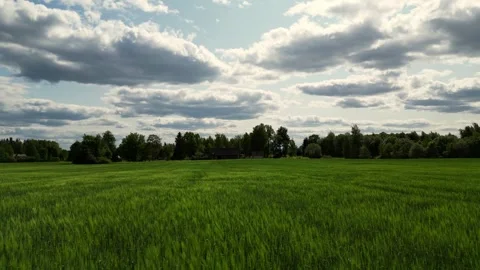 Wheat field during sunrise. Young farm wheat field. Endless green agricultural Stock Footage 270754698