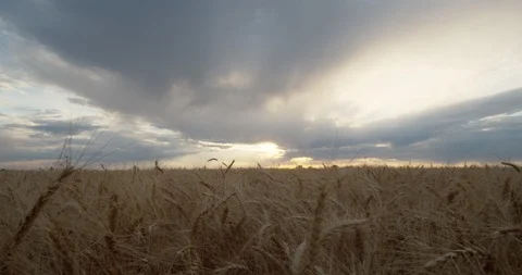 Wheat field during sunset. Stock Footage 111588434