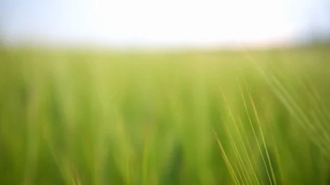 Wheat field during wind Stock Footage 92105700