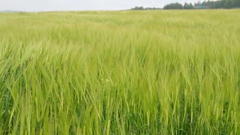 Wheat field during wind Video stock 92105738