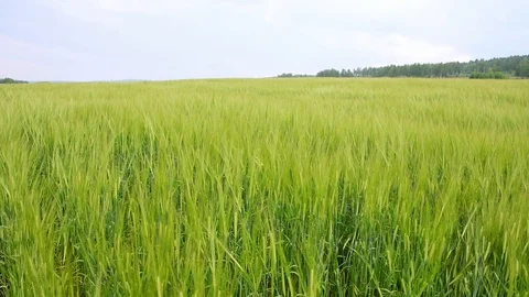 Wheat field during wind Stock Footage 92105747