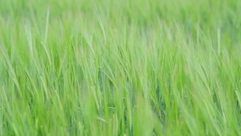 Wheat field during wind Stock Footage 92105789