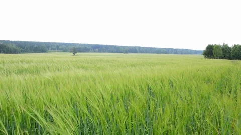 Wheat field during wind Video stock 92105812