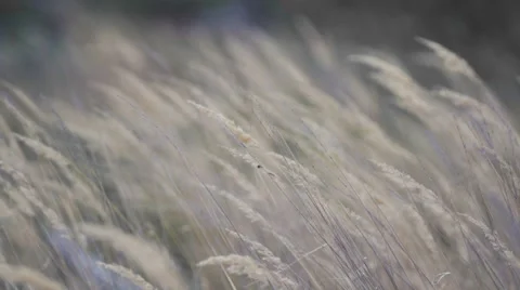 Wheat field during the windy day Stock Footage 62180638