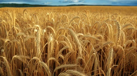 Wheat field at dusk Видео 25279088