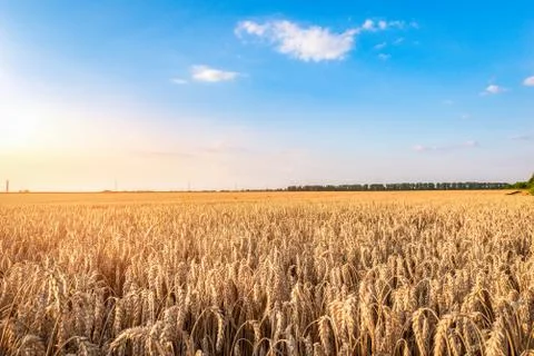 Wheat field at dusk Stock Photos