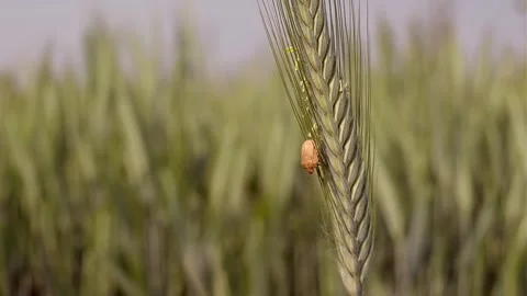Wheat Field. Ear of wheat and beetle close up. Harvest and harvesting concept. Stock Footage 241822304