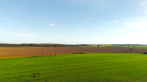 Wheat field in early growth spreading across farmland with fresh green shoots Stock Footage 333255398
