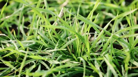 Wheat field in early spring. First shoots winter crops. Saturated greens Stock Footage 148348247