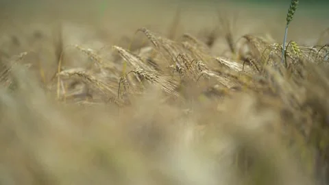 Wheat field with ears of corn and a grains background. concept agriculture Stock Footage 166151386