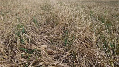Wheat field, ears of corn taken after a strong hurricane. Stock Footage 140729072