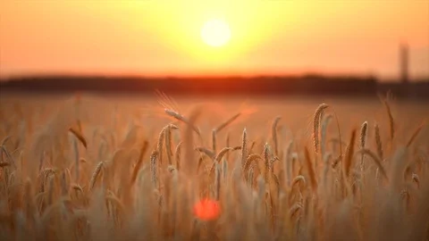Wheat field. Ears of golden wheat close up. Beautiful nature sunset landscape Stock Footage 74051053