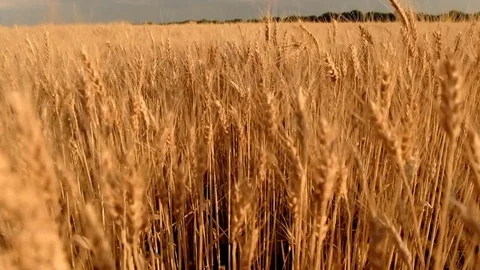 Wheat field. Ears of golden wheat close up 库存影片 77122054