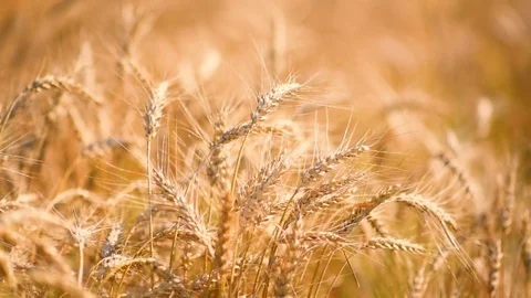 Wheat field. Ears of golden wheat close up. Selective focus Video stock 78929005