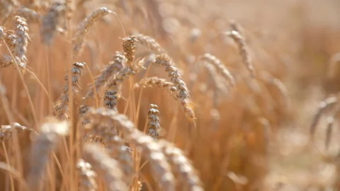 Wheat Field. Ears of golden wheat close-up. Harvest or harvesting concept. Sl Stock Footage 136313161