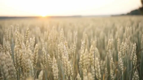 Wheat field. Ears of golden wheat close up. Background of ripening ears of wheat Stock Footage 160991108