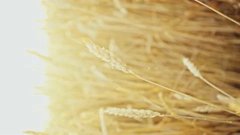 Wheat field. Ears of golden wheat close up.A ladybug sits on the ears of wheat Stock Footage 160991232