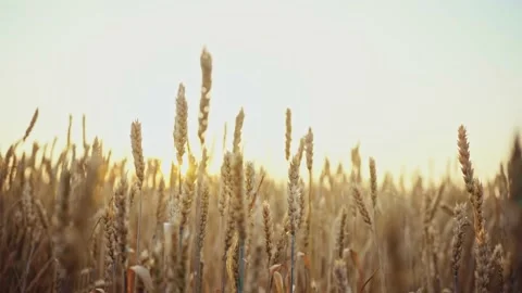 Wheat field. Ears of golden wheat close up.A ladybug sits on the ears of wheat Stock Footage 160991289