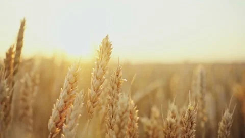 Wheat field. Ears of golden wheat close up.A ladybug sits on the ears of wheat Stock Footage 160991301