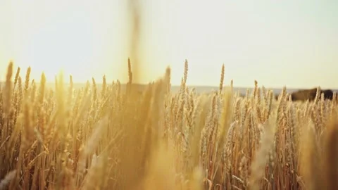 Wheat field. Ears of golden wheat close up.A ladybug sits on the ears of wheat Stock Footage 160991308