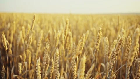 Wheat field. Ears of golden wheat close up.A ladybug sits on the ears of wheat Stock Footage 160991327