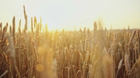 Wheat field. Ears of golden wheat close up.A ladybug sits on the ears of wheat Stock Footage 160991352
