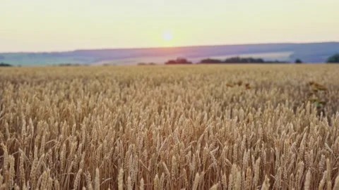 Wheat field. Ears of golden wheat close up.A ladybug sits on the ears of wheat Stock Footage 160991379