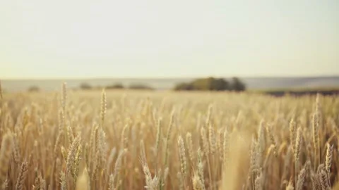 Wheat field. Ears of golden wheat close up.A ladybug sits on the ears of wheat Stock Footage 160991395