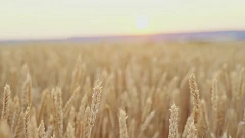 Wheat field. Ears of golden wheat close up.A ladybug sits on the ears of wheat Stock Footage 160991430