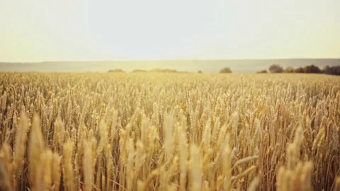 Wheat field. Ears of golden wheat close up.A ladybug sits on the ears of wheat Stock Footage 160991445