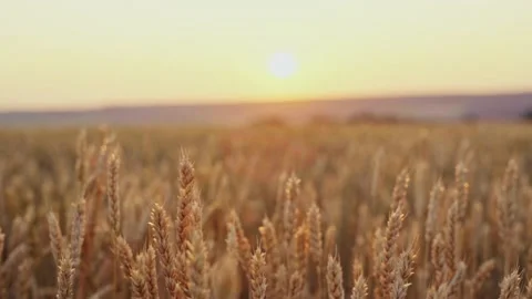 Wheat field. Ears of golden wheat close up.A ladybug sits on the ears of wheat Stock Footage 160991457