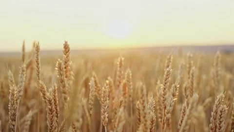 Wheat field. Ears of golden wheat close up.A ladybug sits on the ears of wheat Stock Footage 160991468