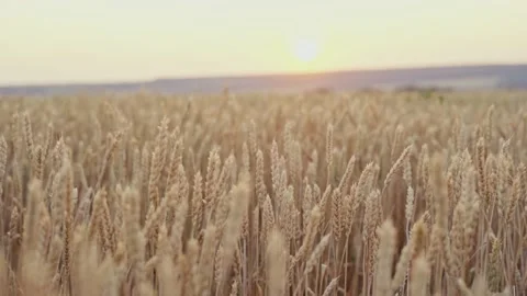 Wheat field. Ears of golden wheat close up.A ladybug sits on the ears of wheat Stock Footage 160991483